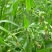 薏米种子药食两用小薏米草珠子薏苡仁种籽六谷子四季播种