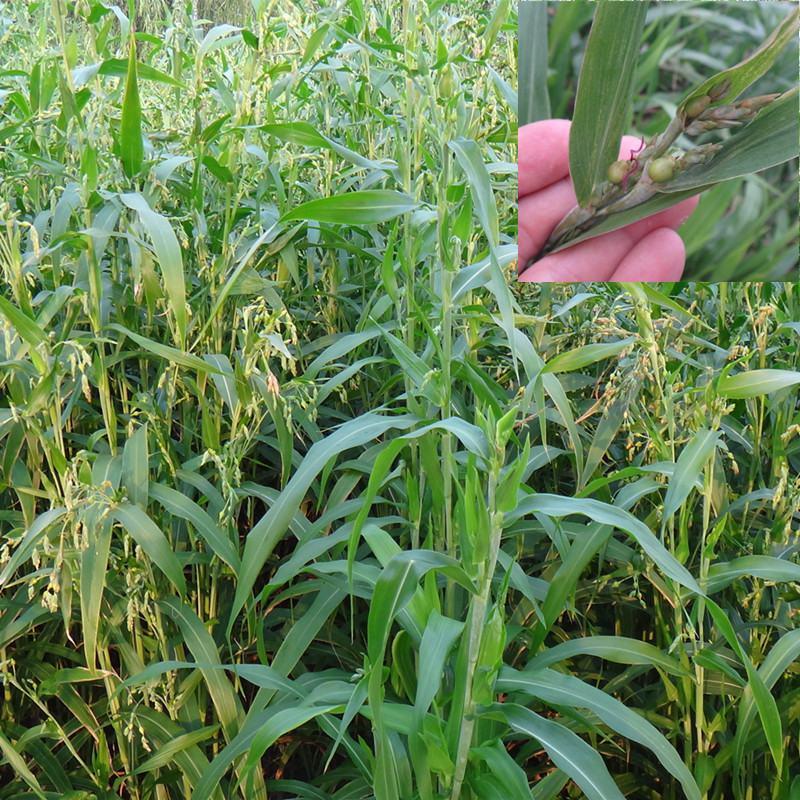 薏米种子药食两用小薏米草珠子薏苡仁种籽六谷子四季播种
