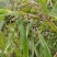 薏米种子药食两用小薏米草珠子薏苡仁种籽六谷子四季播种