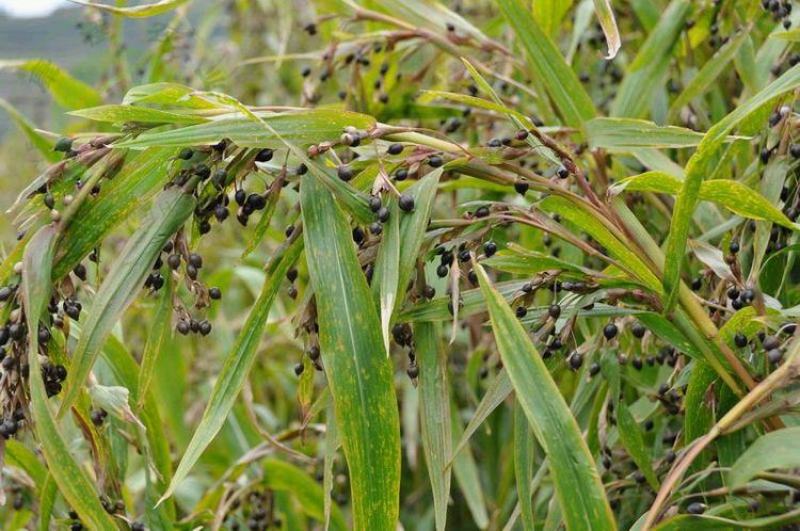 薏米种子药食两用小薏米草珠子薏苡仁种籽六谷子四季播种