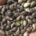 薏米种子药食两用小薏米草珠子薏苡仁种籽六谷子四季播种