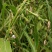 薏米种子药食两用小薏米草珠子薏苡仁种籽六谷子四季播种