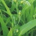 薏米种子药食两用小薏米草珠子薏苡仁种籽六谷子四季播种