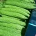 苦瓜山东精品苦瓜大量上市基地直供价格实惠欢迎采购