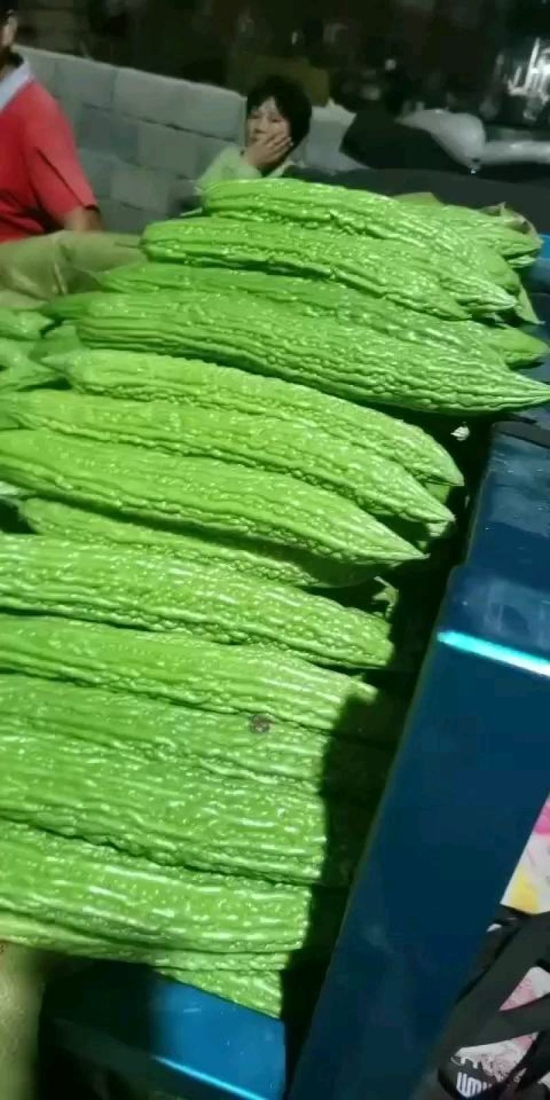 苦瓜山东精品苦瓜大量上市基地直供价格实惠欢迎采购