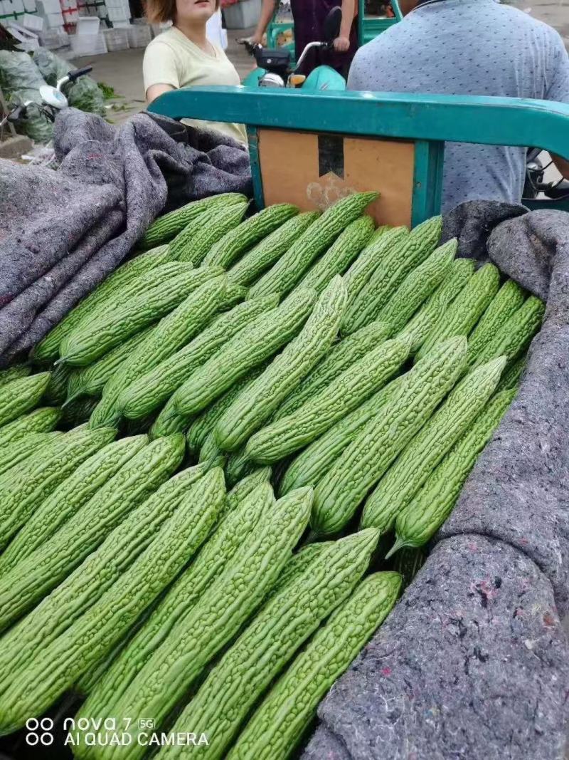 苦瓜山东精品苦瓜大量上市基地直供价格实惠欢迎采购