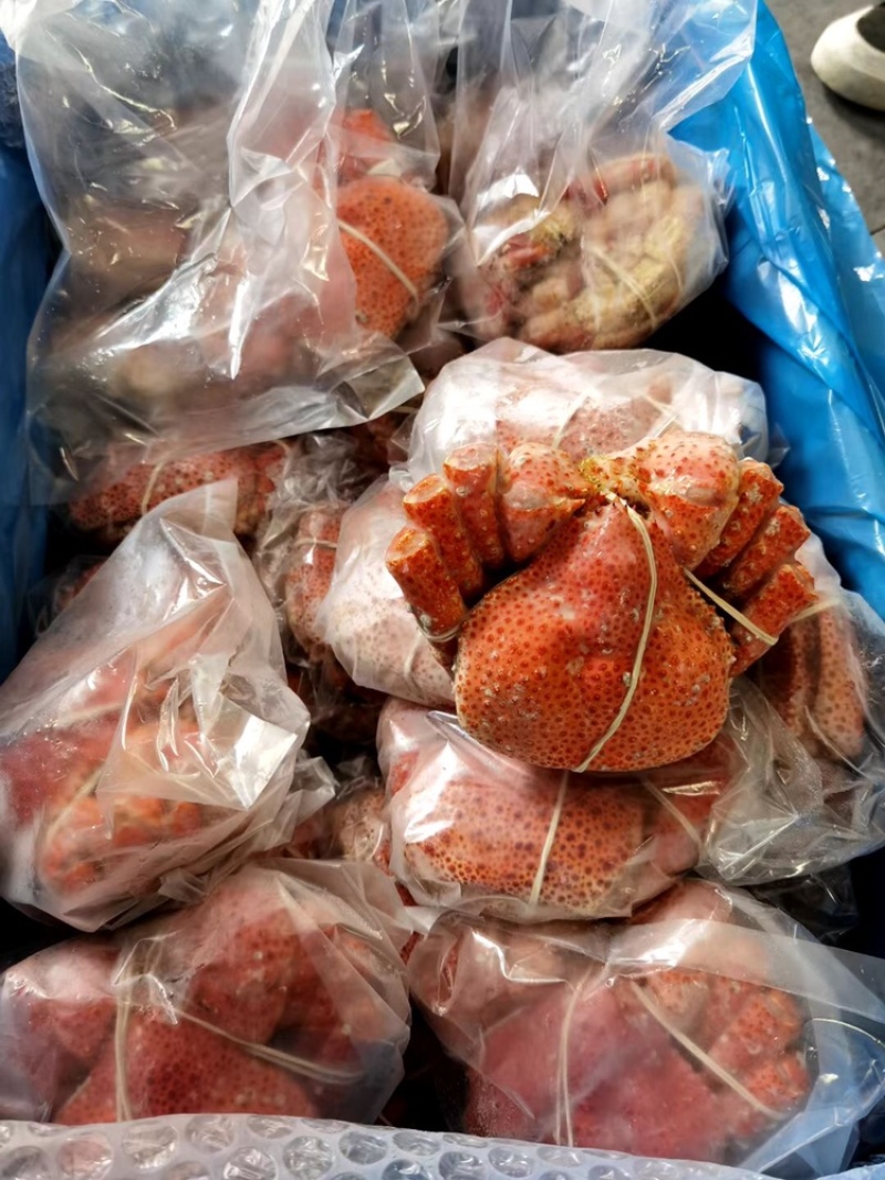 智利整只雪蟹、饱满度非常好、一手货批发、全国发货！