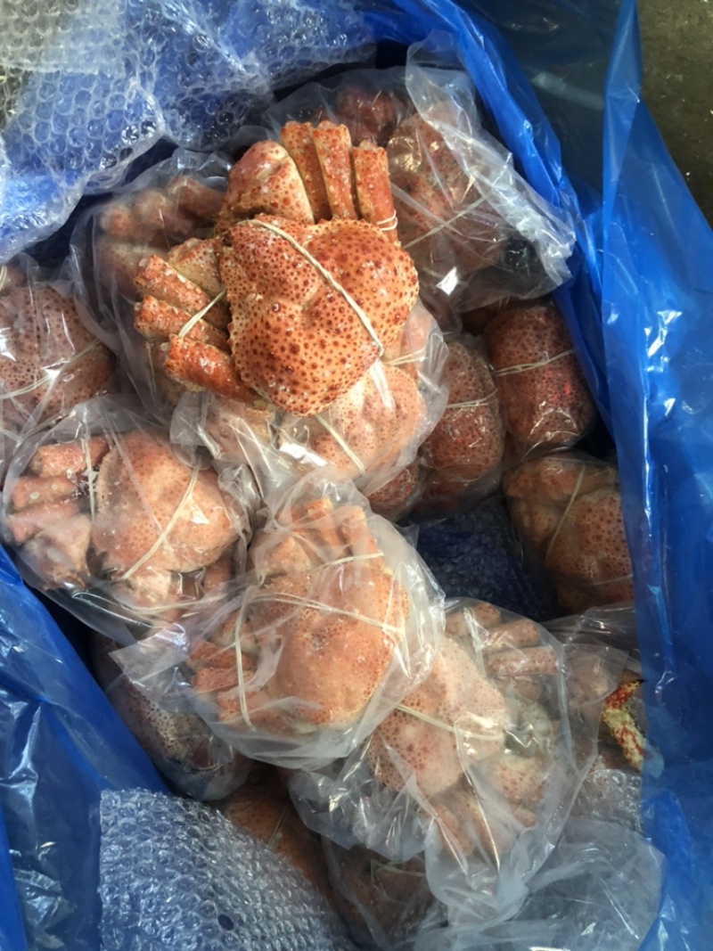 智利整只雪蟹、饱满度非常好、一手货批发、全国发货！
