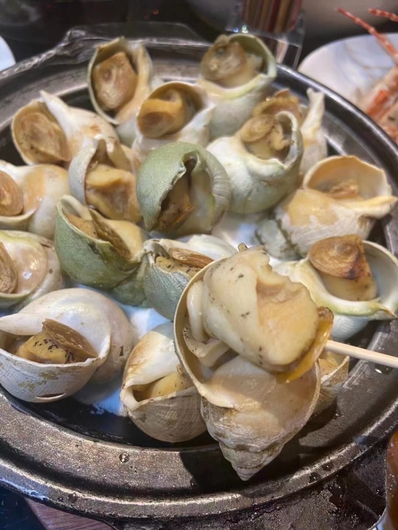 加拿大翡翠螺、酒店自助餐专用，壳薄肉多、上海一手货源批发