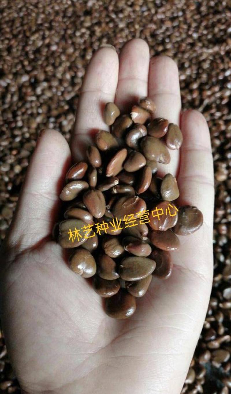 南方布福娜种子