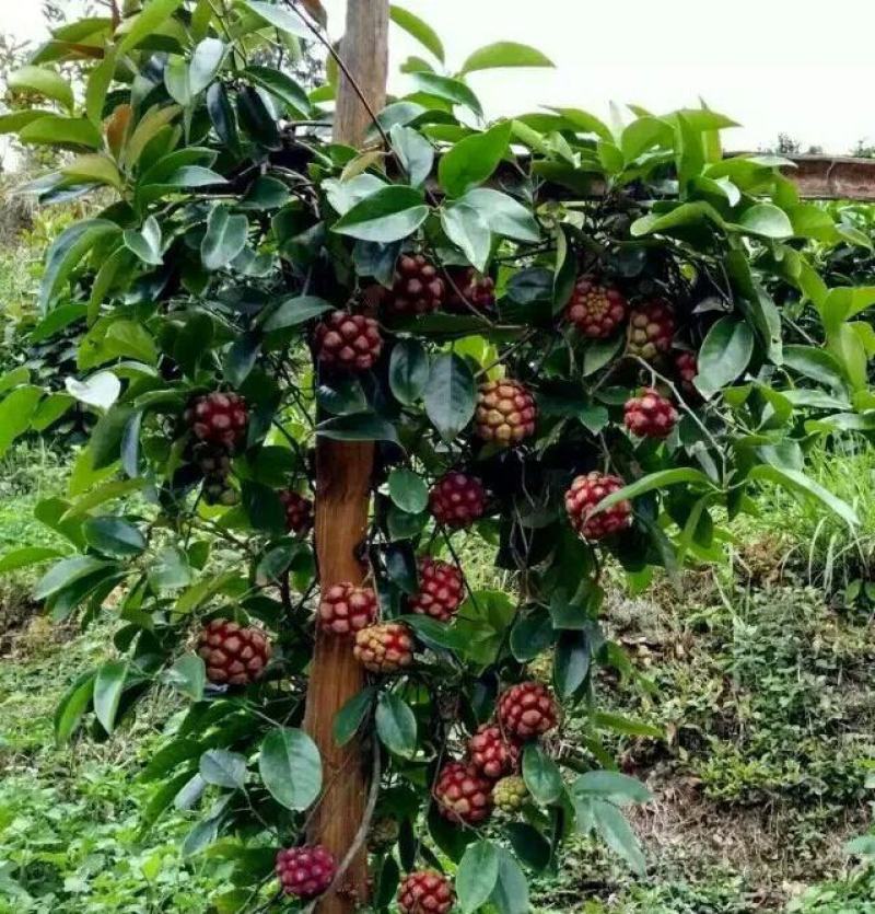 南方布福娜种子