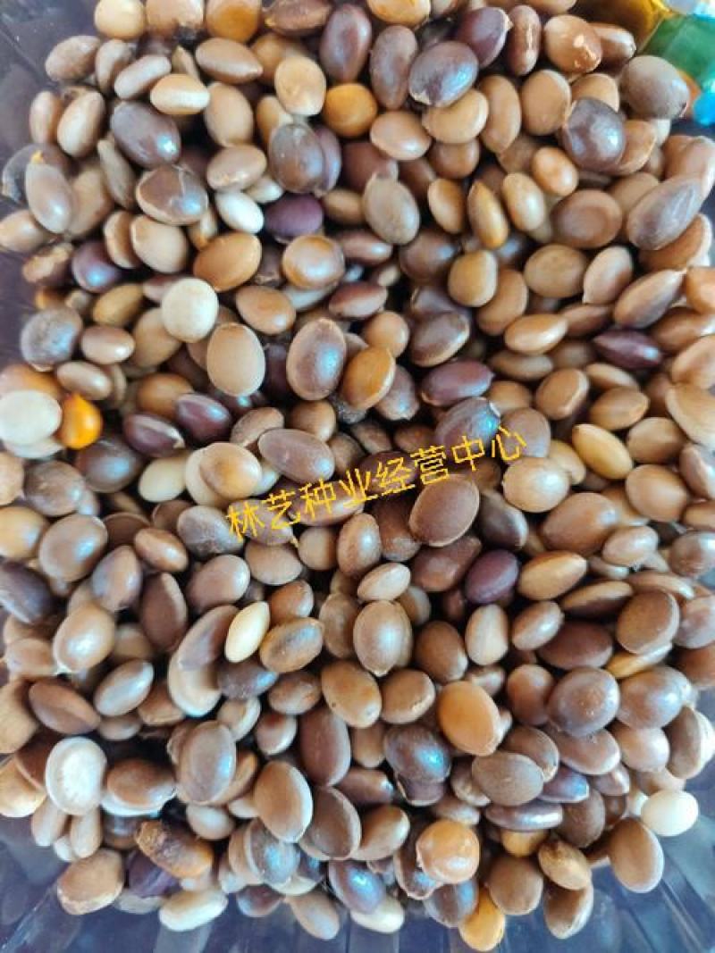 红参果种子红香果稀水果种子提供视频看货量大优惠
