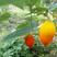 红参果种子红香果稀水果种子提供视频看货量大优惠