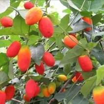 红参果种子红香果稀水果种子提供视频看货量大优惠