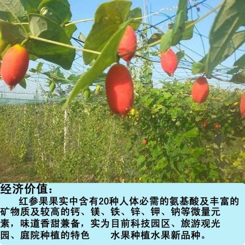 红参果种子红香果稀水果种子提供视频看货量大优惠