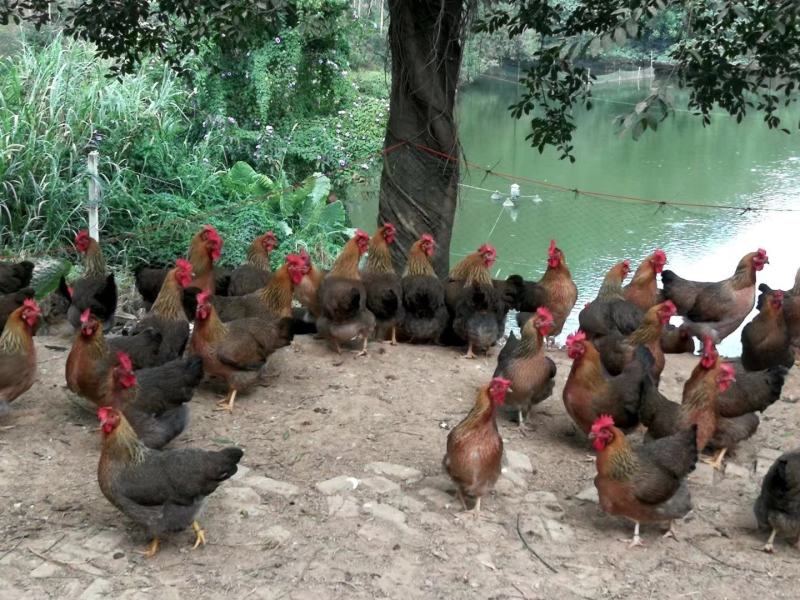 清远麻！天数130均重3.456价格8.8