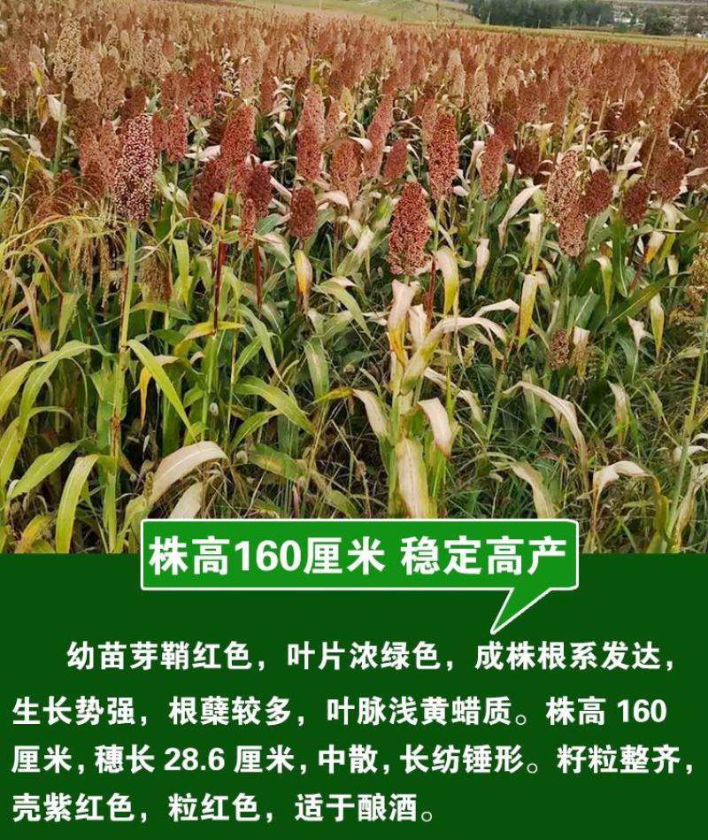 红高粱种子黄河高梁种子酿酒高产矮生抗旱高产酿酒高粱籽
