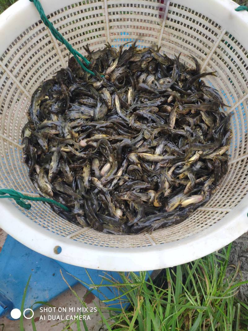 黄颡鱼苗黄骨鱼昂刺鱼苗，黄拉丁，汪丁，钢针，鱼苗