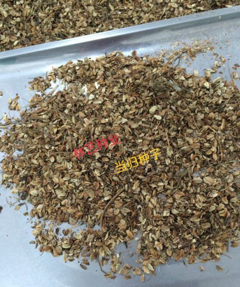 春夏播纯新当归种子散装中草药材种子岷县当归种子欧当归种子