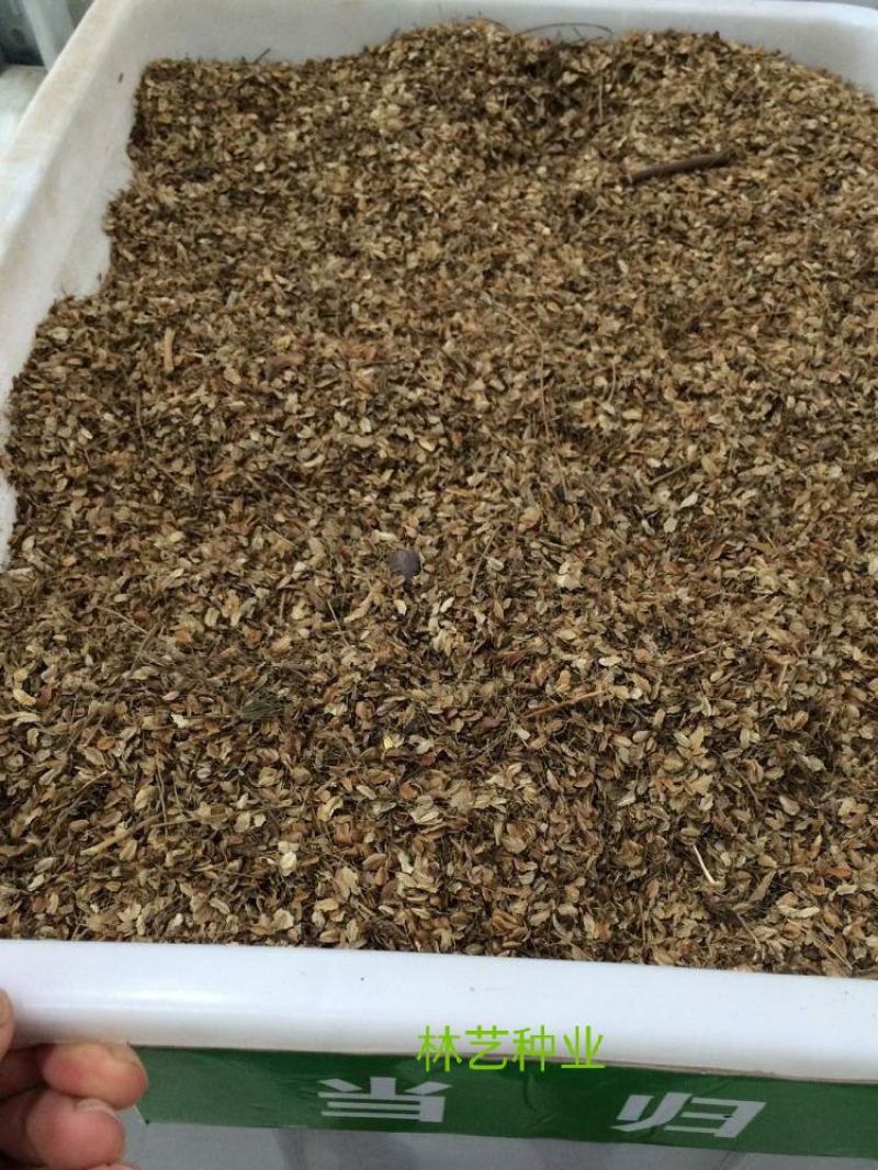 春夏播纯新当归种子散装中草药材种子岷县当归种子欧当归种子