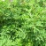 春夏播纯新当归种子散装中草药材种子岷县当归种子欧当归种子