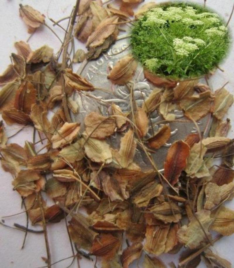 春夏播纯新当归种子散装中草药材种子岷县当归种子欧当归种子