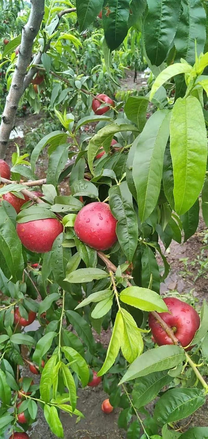 大连陆地中油八大量上市，价格美丽，有需要老板联系