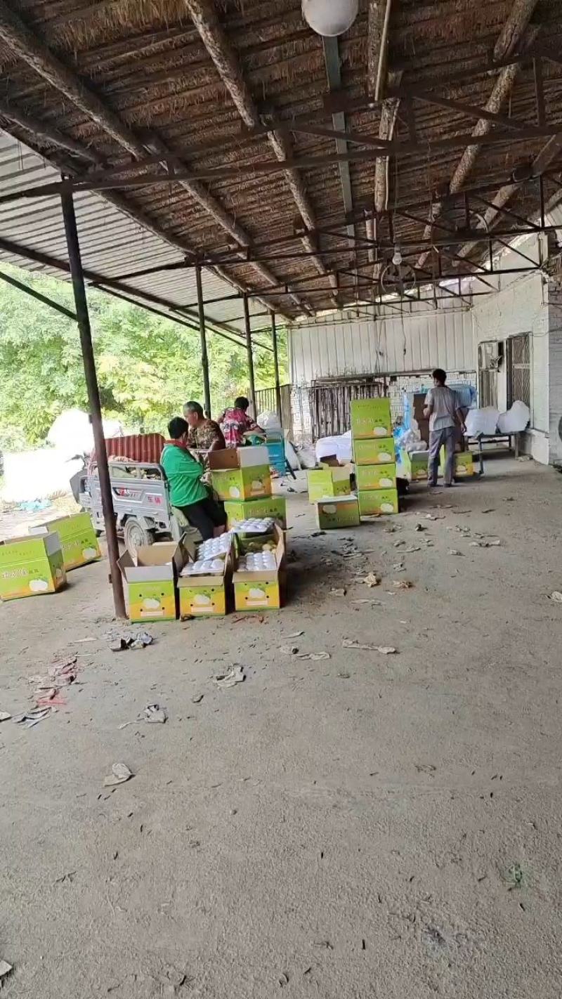 河北精品皇冠梨，果园直采直供，货源充足质量好，供货全国