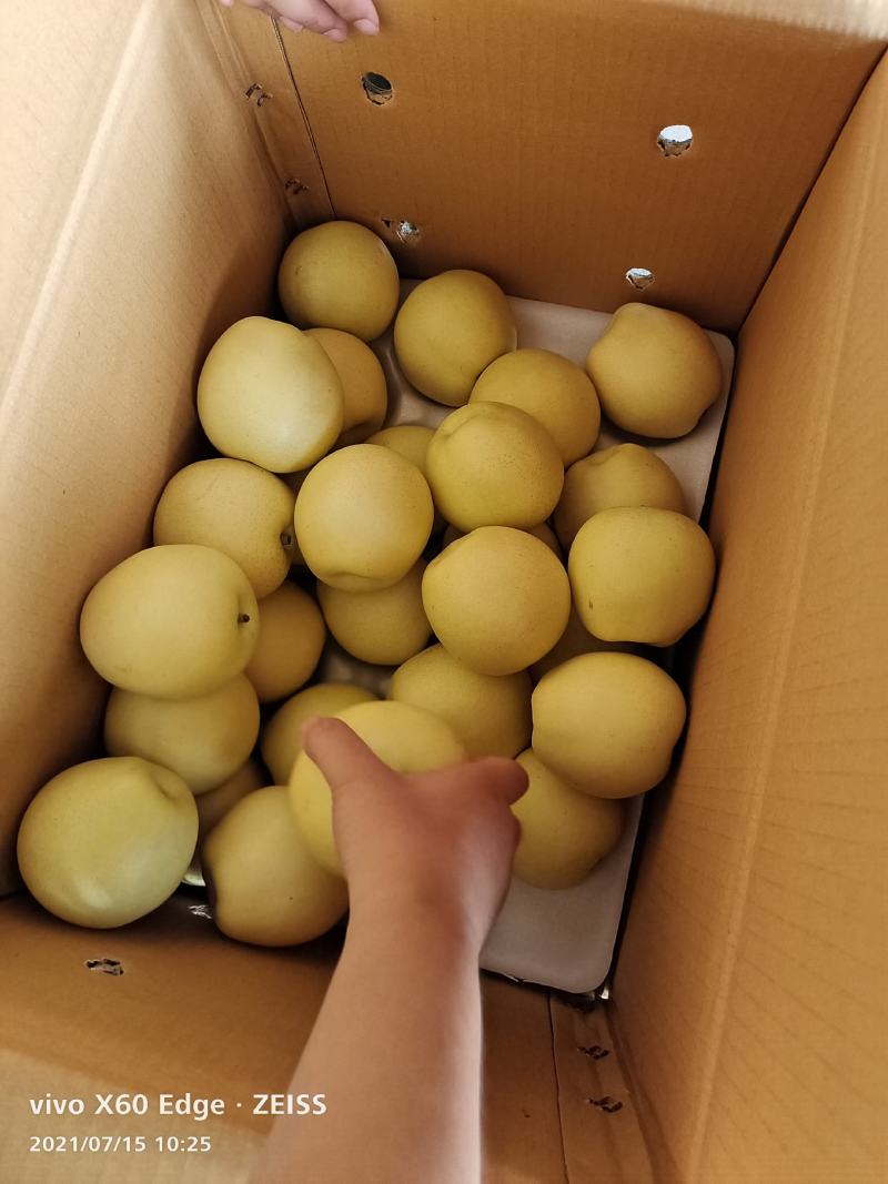 河北精品皇冠梨，果园直采直供，货源充足质量好，供货全国