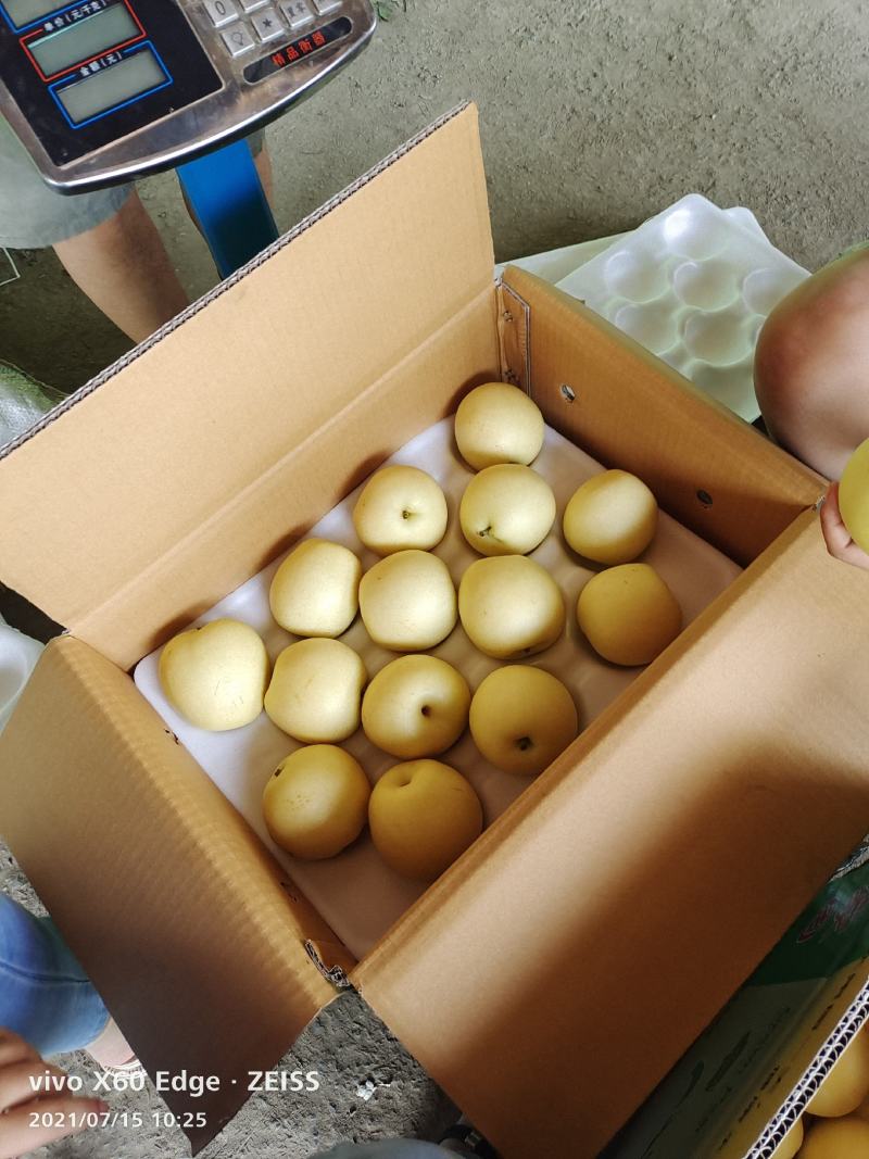 河北精品皇冠梨，果园直采直供，货源充足质量好，供货全国