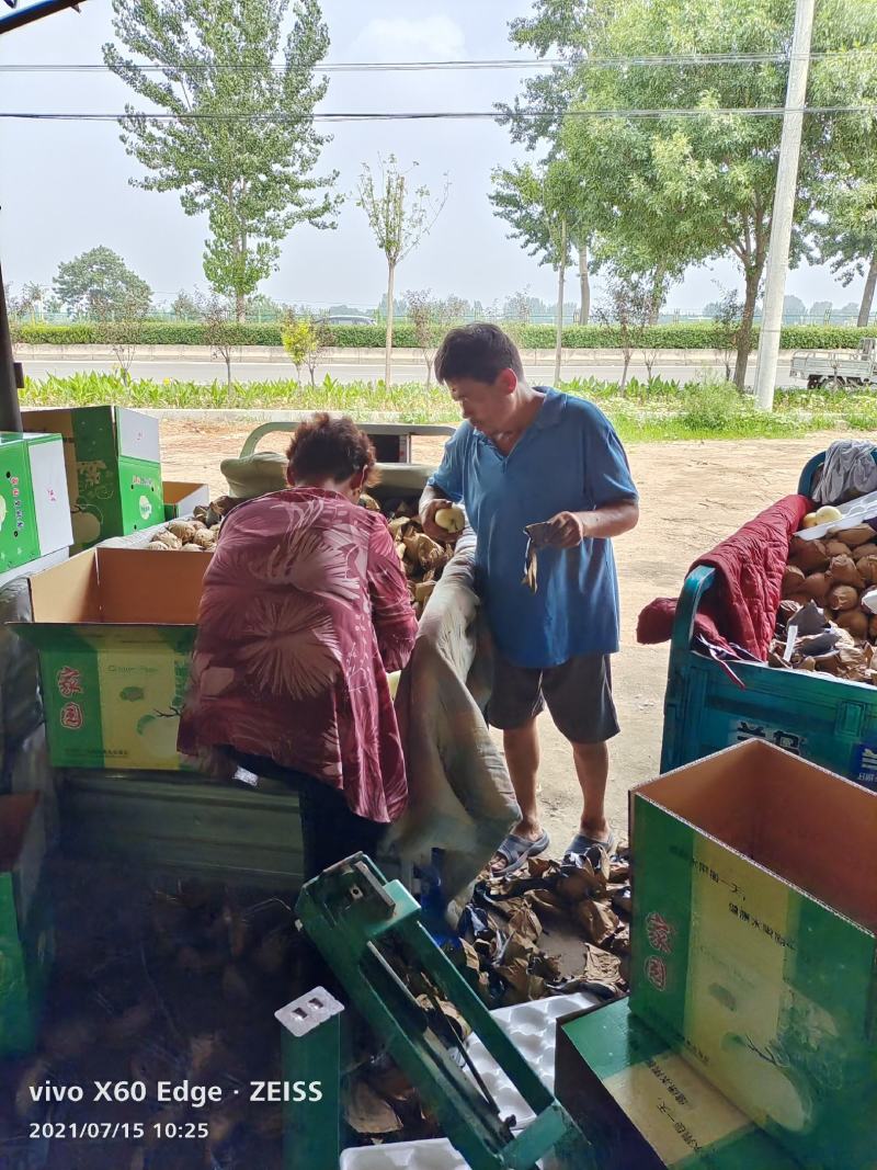河北精品皇冠梨，果园直采直供，货源充足质量好，供货全国