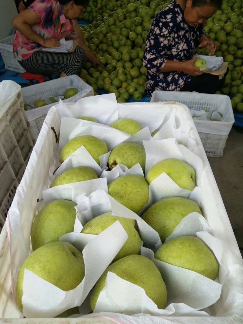【金花梨】汉源金花梨大量上市，可视频看货。产地实力代办。