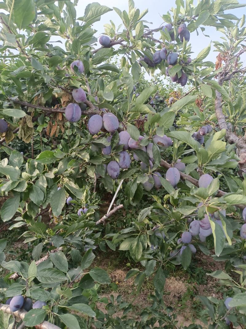 蓝西梅李子价格，陕西蓝西梅李子基地，西梅李子产地价格