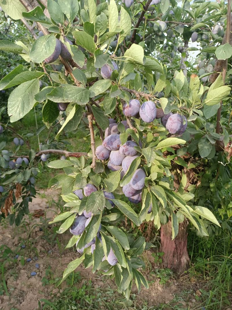 蓝西梅李子价格，陕西蓝西梅李子基地，西梅李子产地价格