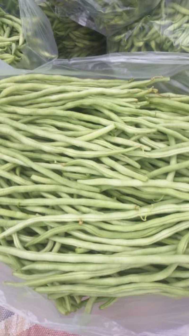 无丝豆马上要上市了，有豆王，白友谊，锅里变，等