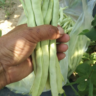 无丝豆马上要上市了，有豆王，白友谊，锅里变，等