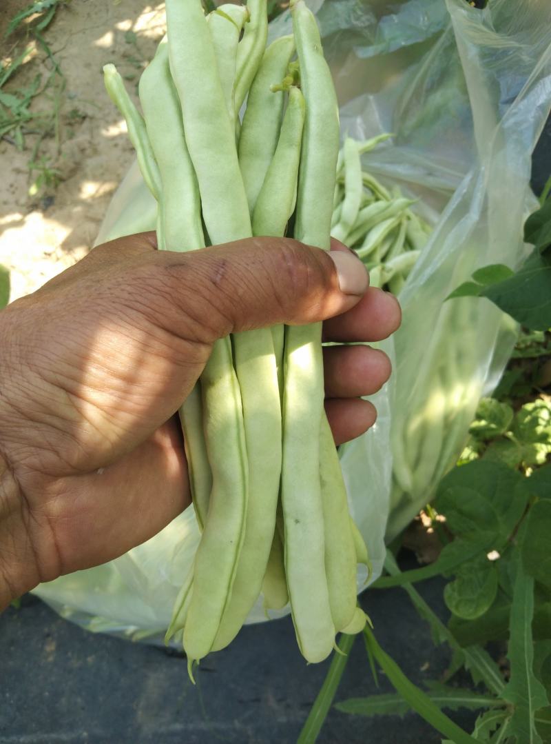 无丝豆马上要上市了，有豆王，白友谊，锅里变，等