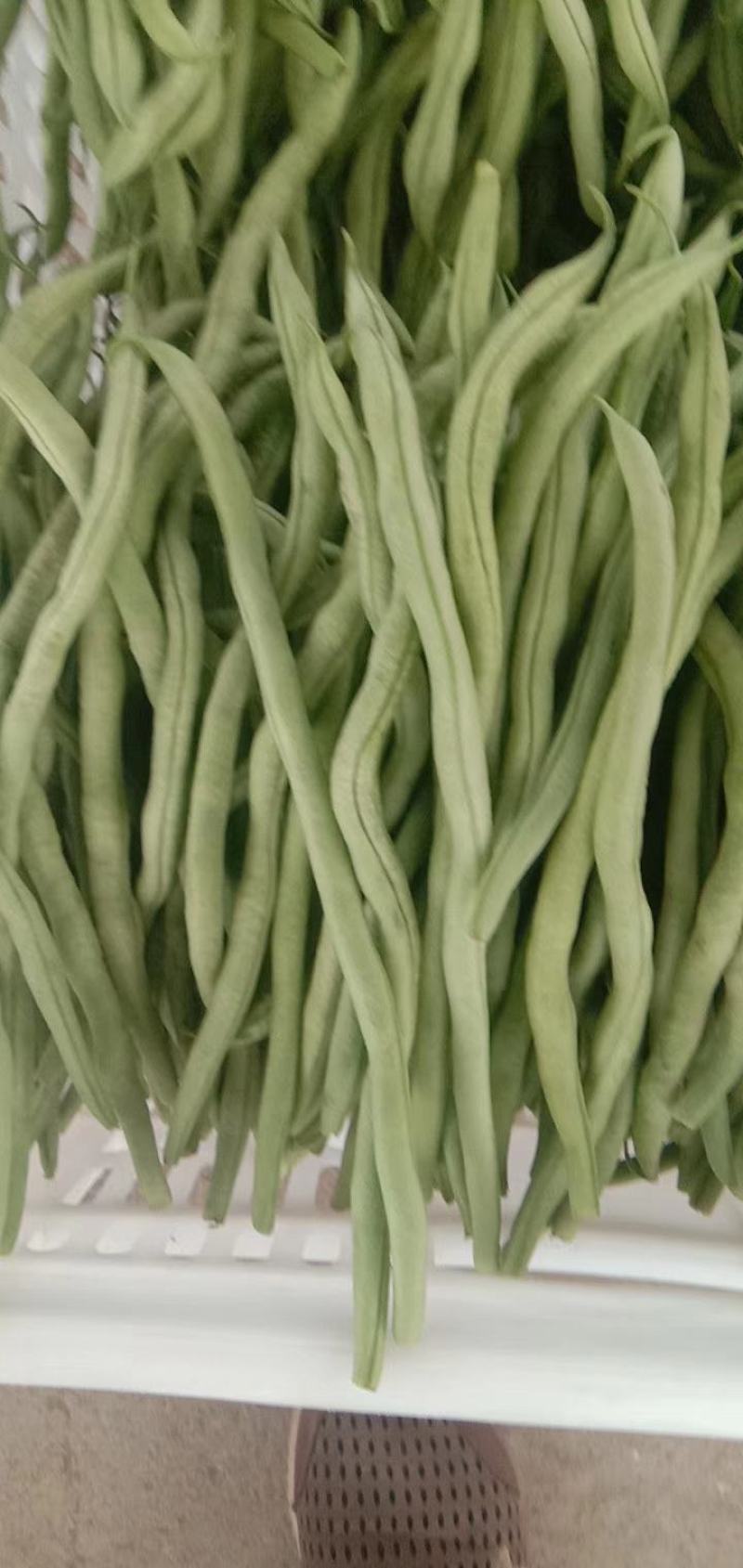 无丝豆马上要上市了，有豆王，白友谊，锅里变，等