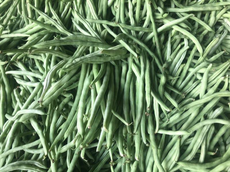 无丝豆马上要上市了，有豆王，白友谊，锅里变，等