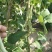 无丝豆马上要上市了，有豆王，白友谊，锅里变，等