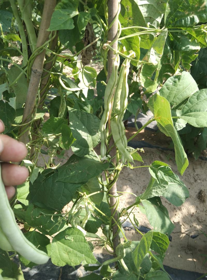 无丝豆马上要上市了，有豆王，白友谊，锅里变，等