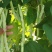 无丝豆马上要上市了，有豆王，白友谊，锅里变，等