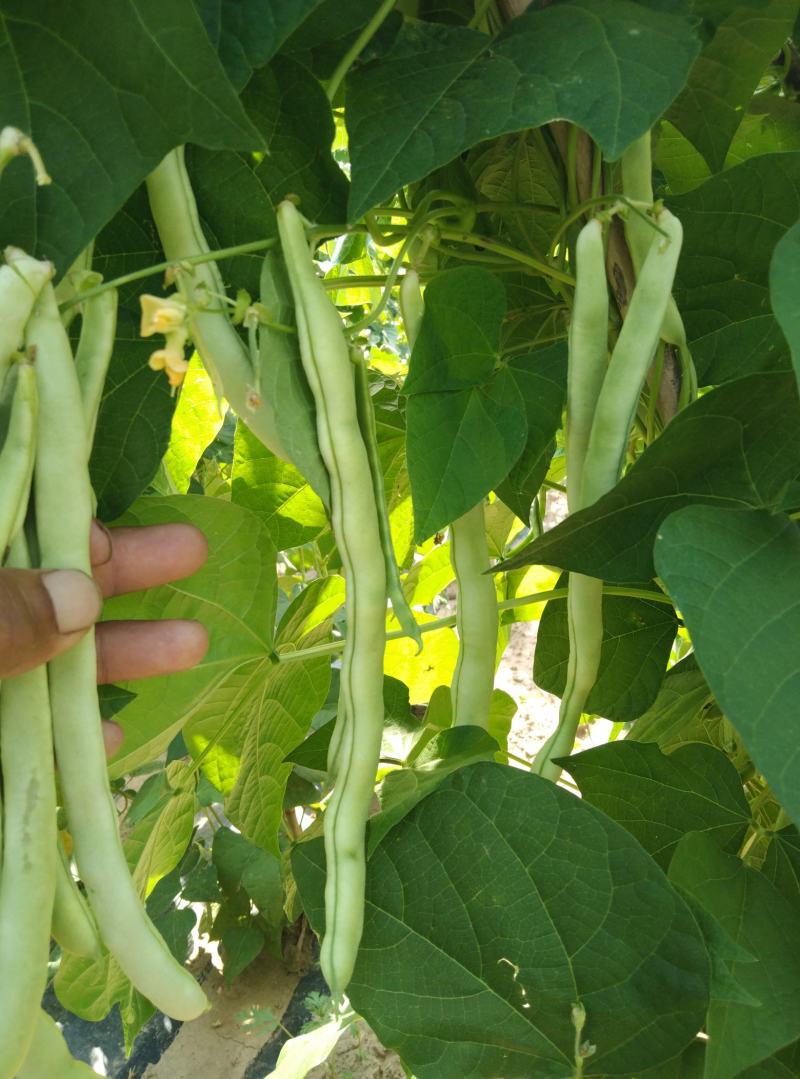 无丝豆马上要上市了，有豆王，白友谊，锅里变，等