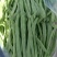 无丝豆马上要上市了，有豆王，白友谊，锅里变，等