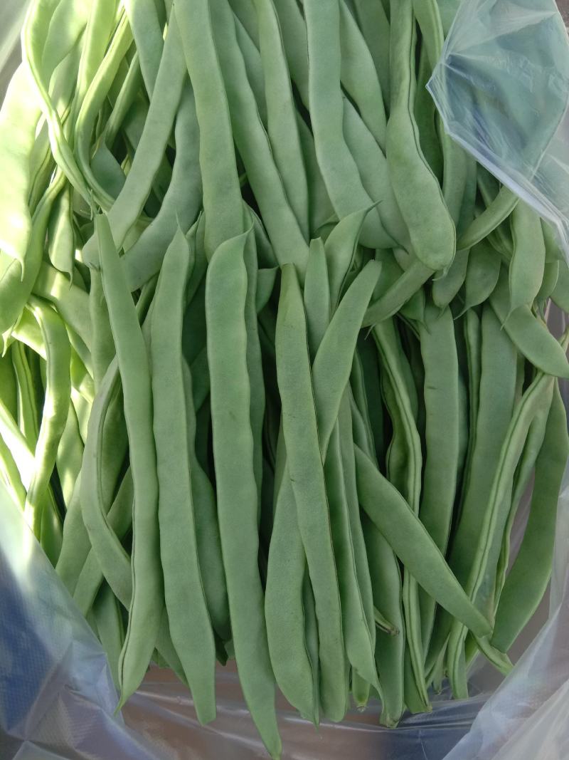 无丝豆马上要上市了，有豆王，白友谊，锅里变，等