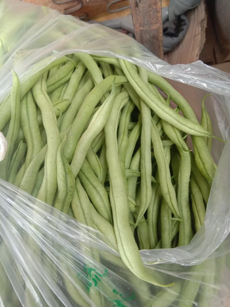 无丝豆马上要上市了，有豆王，白友谊，锅里变，等
