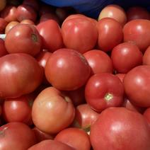 大量西红柿开始发货，需要的老板抓紧