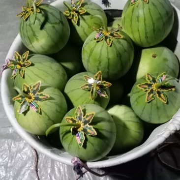 帅童无籽西瓜