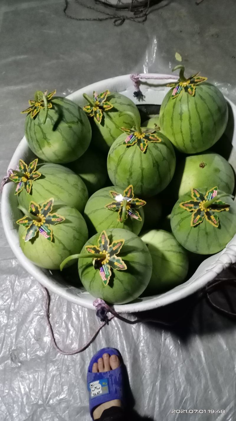 帅童无籽西瓜
