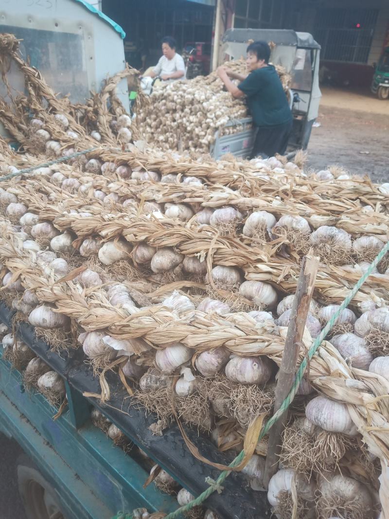 山东紫皮大蒜种、发往全国各地的优质蒜种、不死苗丶个头大